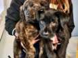 Politie treft twee puppy’s alleen aan in het Zuiderpark