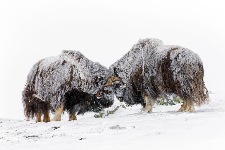 Buoi muschiati nel Parco Nazionale Dovrefjell-Sunndalsfjella, Norvegia.  Immagine Arterra / Raccolta globale di immagini