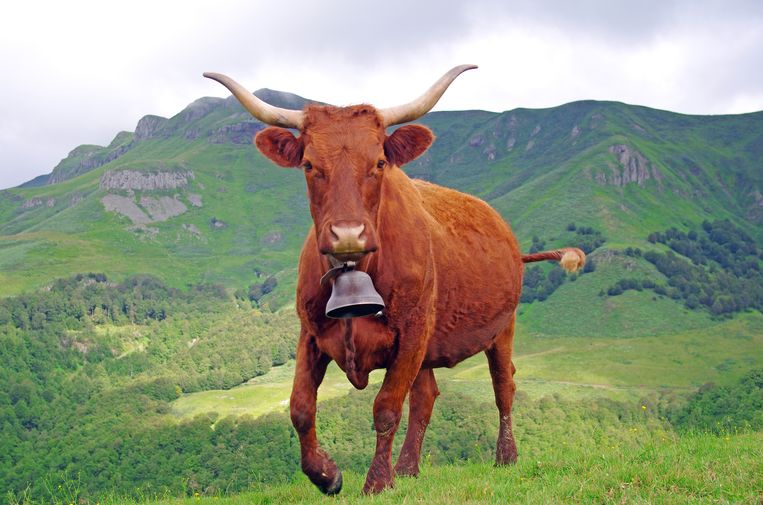 Zogenaamd vervorming als je kunt Franse hanen en koeien kunnen op beide oren slapen: typische  plattelandsgeluiden en -geuren straks beschermd erfgoed