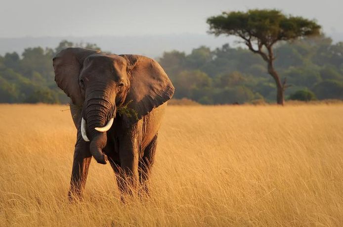 In 2011 waren ze nog met 12.000 in Niassa, nu zijn er nog maar tussen de 1.000 tot 1.500 Afrikaanse olifanten in het natuurreservaat.