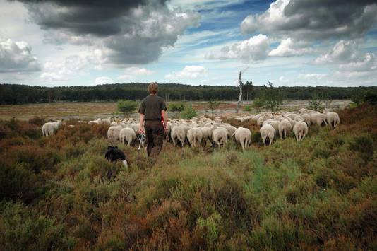 Een beeld van landgoed Den Treek-Henschoten met een schaapskudde.