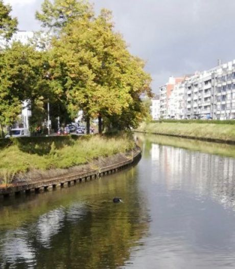 Zeehondje gespot in het centrum van Gent: “Gebeurt meer en meer omdat waterkwaliteit stijgt”