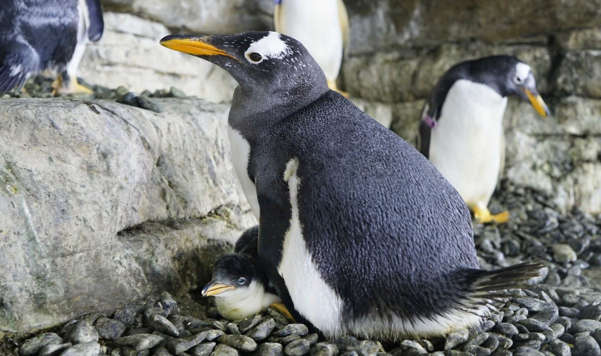 Lesbisch pinguïnstel voor de eerste keer moeder geworden in Spaans aquarium  | Foto | AD.nl