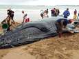 Tientallen Brazilianen stromen toe om samen gestrande walvis te redden