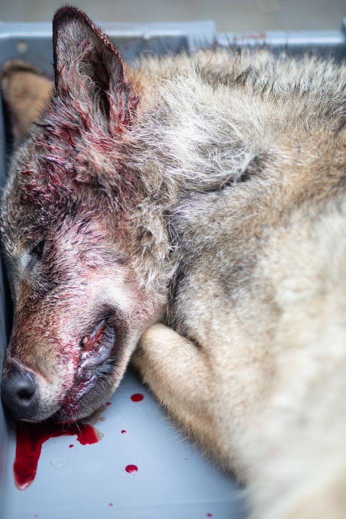 Tweede wolvin doodgereden op baan Meeuwen-Opglabbeek