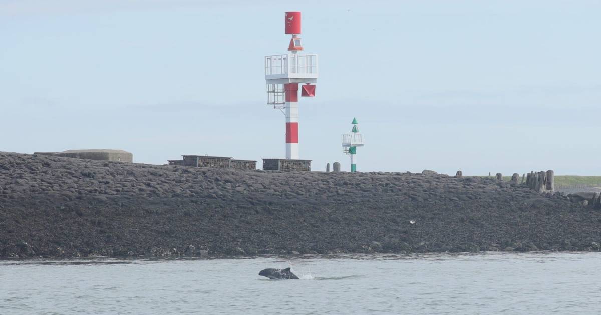 Miranda, Martijn en Frank belanden midden in een orgie van bruinvissen: ‘Het was ontzettend gaaf’