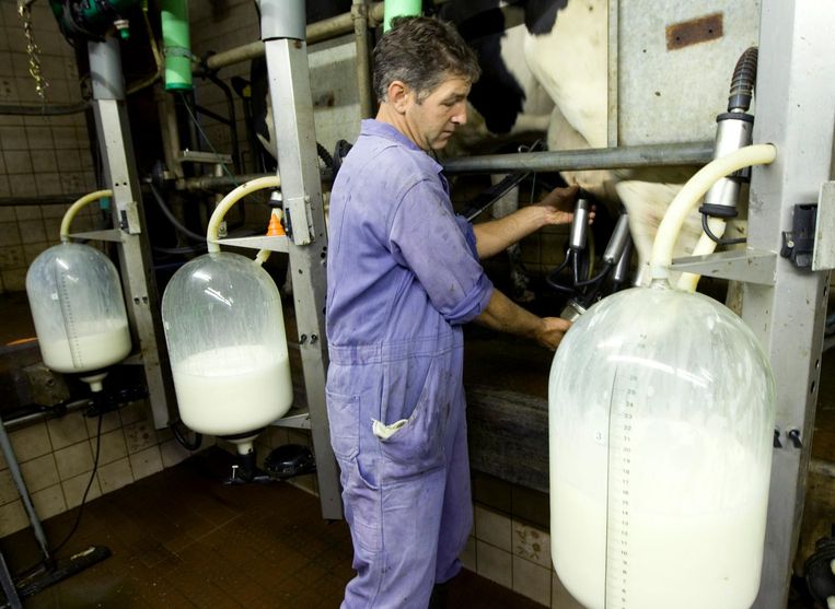 Melkproducent Beeld anp