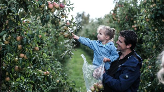Verse appels plukken in de boomgaard van de Stokhorst in Groessen