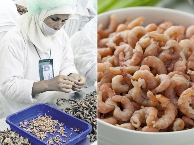 Hoe komt het dat 90 procent van onze eigen noordzeegarnalen toch in Marokko gepeld wordt? En hoe vers zijn ze dan nog?