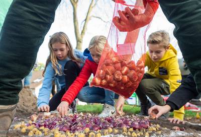 Honderden kinderen uit Epe poten bloembollen om insecten te redden: ‘Wij willen ook nog een toekomst
