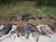 Meer dan zestig everzwijnen geschoten tijdens drijfjacht in Hechtel-Eksel