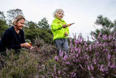 Hei plukken is verboden, maar op de Hoge Veluwe mag het straks twee dagen