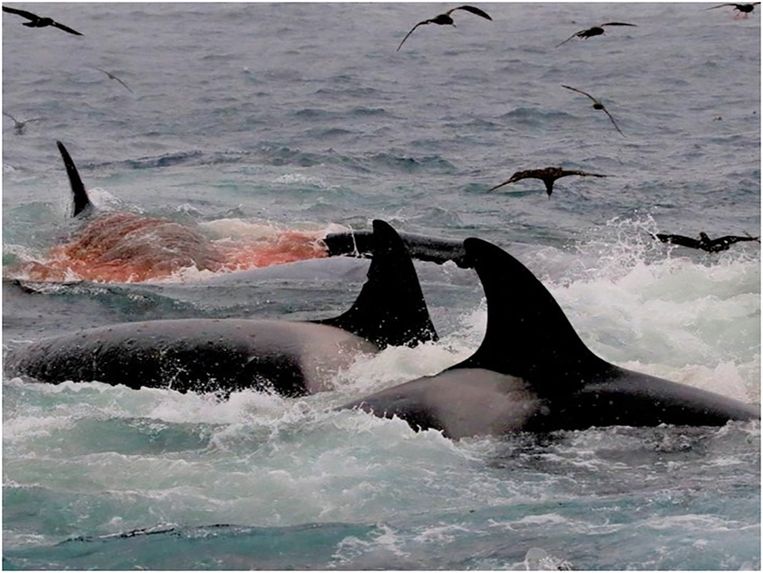 Continu onkruid Het beste ▷ Beelden tonen voor het eerst hoe orka's zelfs het grootste dier op aarde  aanvallen