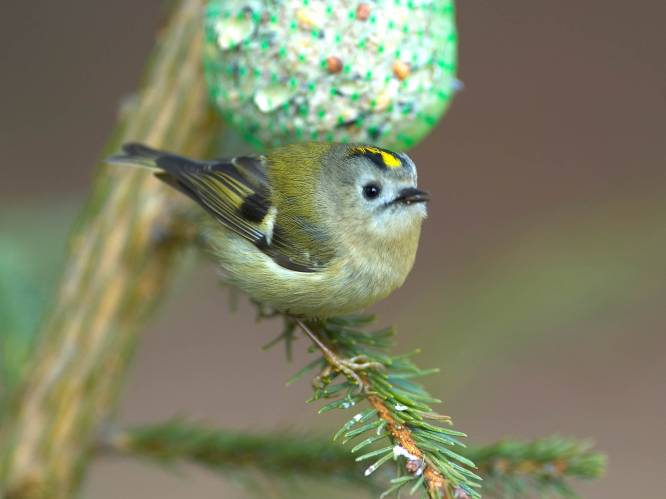 Vogelgriep: Natuurpunt roept op om voorzichtig te zijn met voederen van tuinvogels