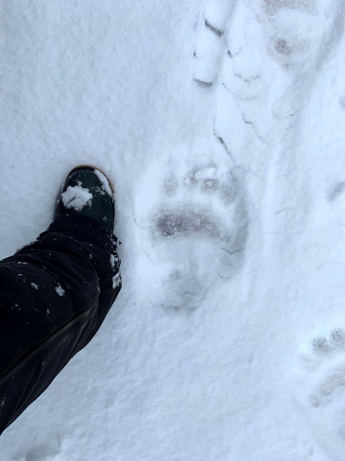 L'impronta della zampa di un sospetto orso polare.