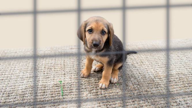 "Honden klónen? De asiels zitten nu al vol"
