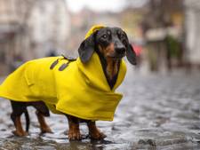 Jasjes voor Fikkie: 'Honden zijn geen accessoires die je combineert met je handtas’