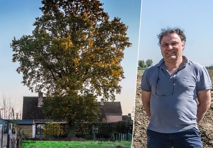 Burgemeester Dominique Cool moest verplicht zijn eik vellen.