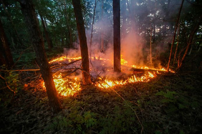 Bosbrandje bij Berkendonk in Helmond