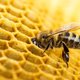 Van designmeubels tot auto's: overal wordt de honingraat van bijen benut