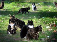 Opvang zwerfkatten Boxtel stopt in Den Bosch: ‘Het wordt te veel’