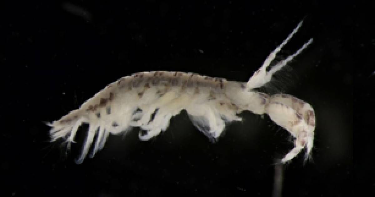 Exotische garnaal duikt op in Fries kanaal Friesland AD.nl