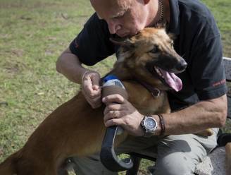 Een dierenbeul hakte zijn voorpoten af, maar dankzij gloednieuwe protheses kan Cola de hond opnieuw rondhuppelen
