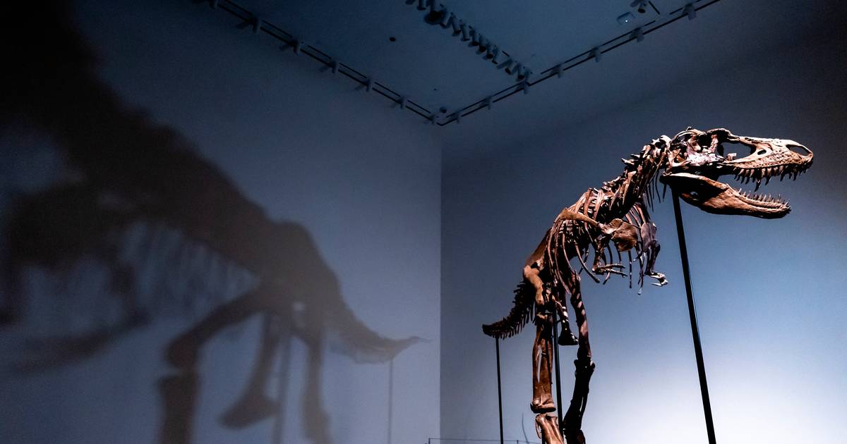 Skeleton of Gorgosaurus to be auctioned in New York for  million |  Science & Planet