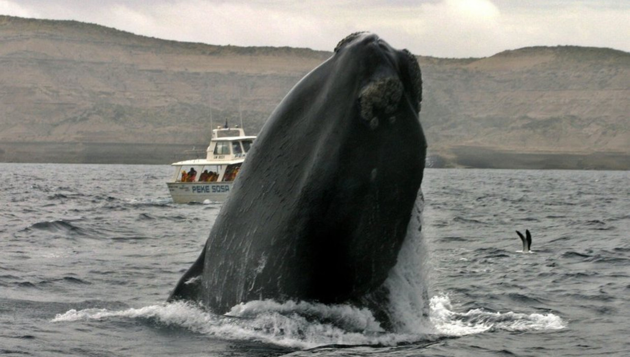 Een walvis komt omhoog in de buurt van een boot met toeristen. Beeld epa