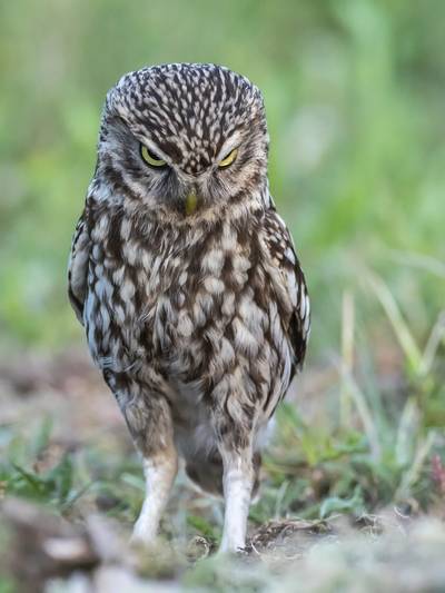 Met de ‘boerenlandvogels’ gaat het niet goed; hoor er alles over tijdens een lezing in Bakel