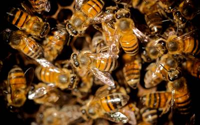 Nederlandse toeristen aangevallen door bijen in Tanzania: dode en zwaargewonde