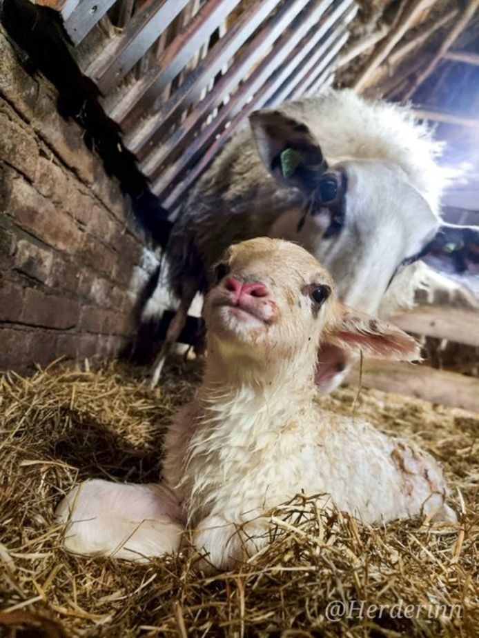 Het eerste lammetje dat dit jaar is geboren bij de Rhedense Schaapskudde. Het kwam donderdag ter wereld