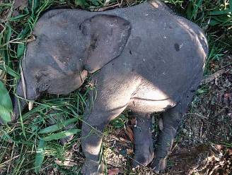 Jong dwergolifantje op Borneo doodgeschoten "uit wraak"