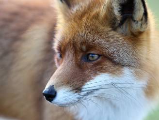 Erg besmettelijk virus (dat ook op honden kan worden overgedragen) doodt al 12 vossen