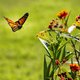 Met déze 10 planten lok je de mooiste vlinders naar je tuin