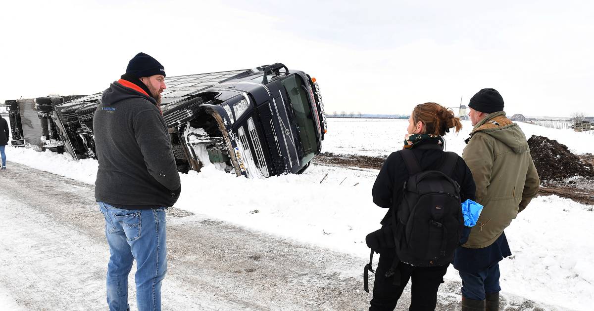 Tachtig varkens sterven door beknelling bij ongeluk met veewagen in Wanroij: ‘Was niet fris’.