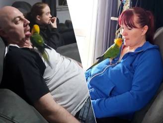 TikTok reageert vol afschuw wanneer volgers zien hoe Brits koppel hun papegaai voedert