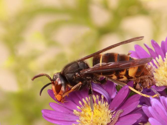 Aziatische hoornaar aangetroffen in Amersfoort, Hoevelaken en Leusden