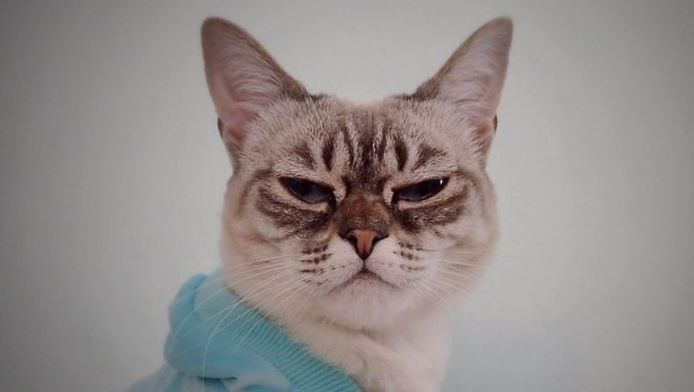 Grumpy Cat Heeft Concurrentie Maak Kennis Met Sauerkraut Dieren Hln Be