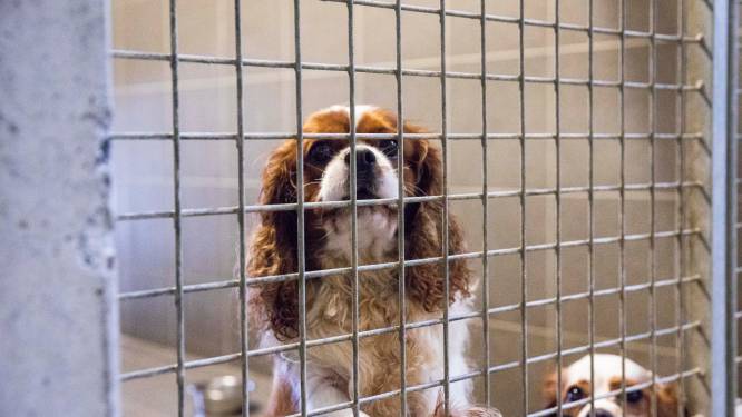 Dierenasielen in Limburg krijgen Vlaams geld om energierekening te betalen: “De drie grootste ontvangen zelfs 25.000 euro”