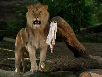 KIJK. Zoo zet leeuwen op dieet, maar het is niet omdat ze te dik zijn
