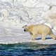 IJsbeer doodt vrouw en kind in afgelegen dorp in Alaska