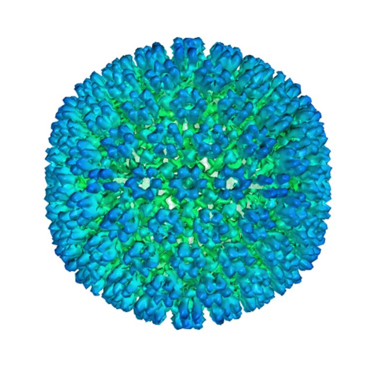 Het Epstein-Barrvirus is een van de meestvoorkomende virussen ter wereld.  Beeld AP