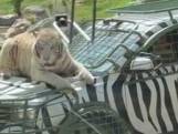 Tijger lift mee op motorkap in Chinees safaripark