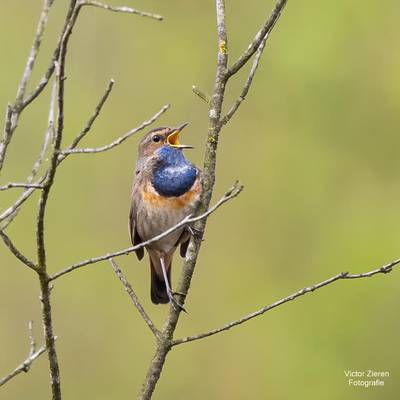 De natuur door de lens van Victor Zieren