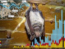 De vleermuis is terug van weggeweest: 150 stuks gezien tijdens wintertelling in omgeving Nijmegen