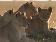 Vijf jonge leeuwen van opvang in Nijeberkoop naar reservaat in Zuid-Afrika