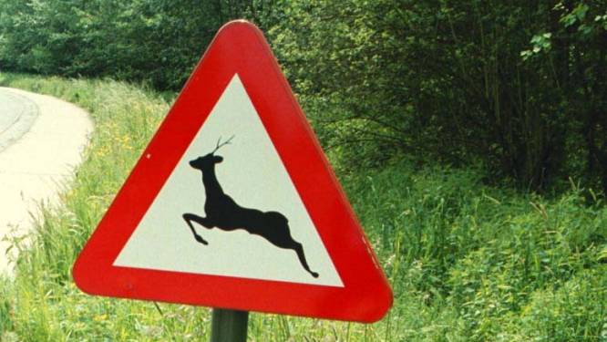 Herten duiken op in Hollebeek- en Rumstsestraat: gemeente plaatst waarschuwingsborden 