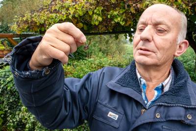Imker luidt noodklok over hoornaar: ‘Libellen, bijen, als we niks doen, is binnen een paar jaar alle