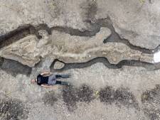 Un “dragon des mers” préhistorique de dix mètres découvert au Royaume-Uni